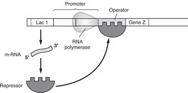 lac operon without lactose