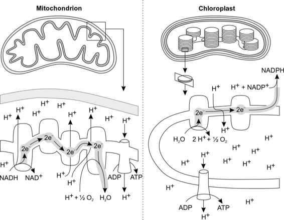 electron transport chain photosynthesis