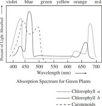 absorption spectrum of chlorophyll a and b and carotenoids